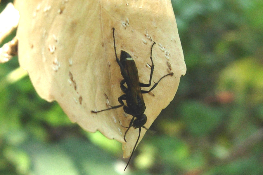 Pot-pourri di Ichneumonoidea